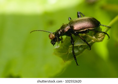 48 Calosoma inquisitor Images, Stock Photos & Vectors | Shutterstock