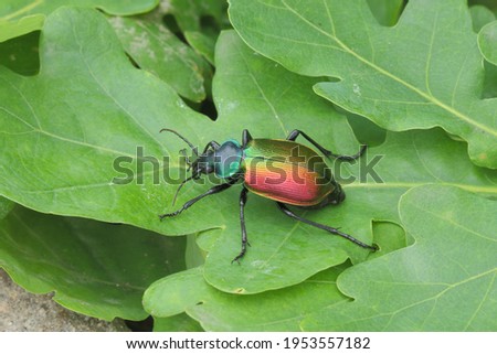 Calosoma sycophanta Carabidae Coleoptera forest caterpillar hunter beetle 