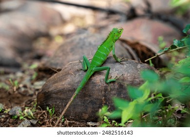 Calotes calotes, green graden lizard or common green forest lizard, is an agamid lizard. green body and red colour crest, puffs out his cheeks. adult male, non-breeding colours showing length of tail - Powered by Shutterstock