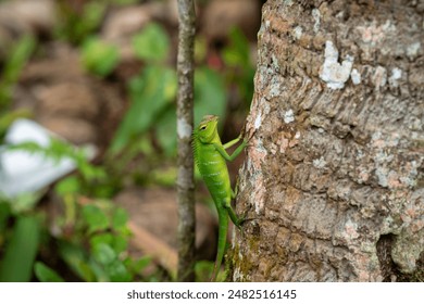 Calotes calotes, green graden lizard or common green forest lizard, is an agamid lizard. green body and red colour crest, puffs out his cheeks. adult male, non-breeding colours showing length of tail - Powered by Shutterstock