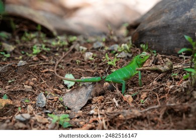 Calotes calotes, green graden lizard or common green forest lizard, is an agamid lizard. green body and red colour crest, puffs out his cheeks. adult male, non-breeding colours showing length of tail - Powered by Shutterstock