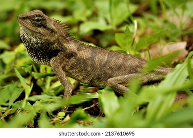 Calotes Versicolor, The Changeable Lizard.