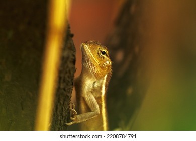 Calotes Versicolor ,family : Agamidae, 