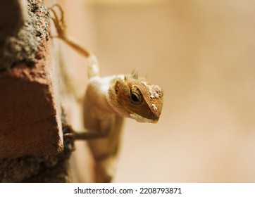 Calotes Versicolor, Family Agamidae, Ordo Squamata