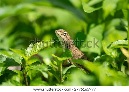 Calotes versicolor looking up while perched among lush green lea