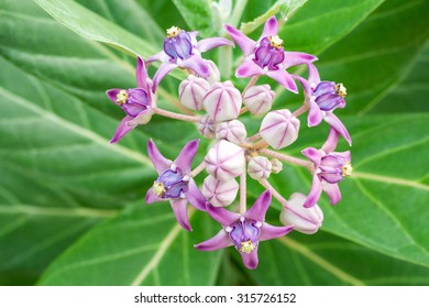 Calotropis Gigantea