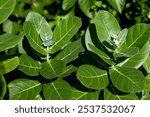 Calotropis gigantea, aka Giant Milkweed or Crown Flower is possibly the biggest milkweed of them all growing more than 10 feet high. Milky sap oozes from any part of the plant which is cut or broken