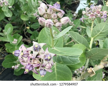 Calotropis Gigantea Crown Flower Giant Indian Stock Photo 1279584907 ...