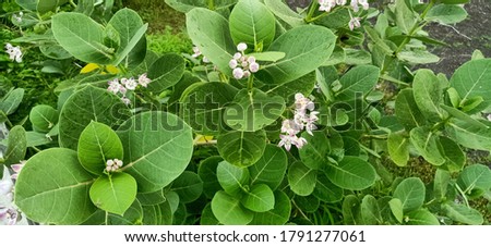 Calotropis gigantea plants with flowers 