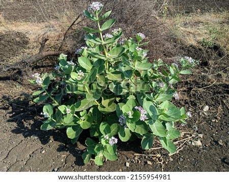 Calotropis procera, Giant calotrope, Milkweeds, ruai, plant in india, medicinal plants, green leaf and flowers, india medicinal  plants, summer Plants