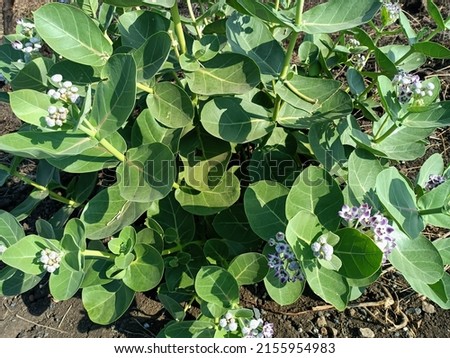 Calotropis procera, Giant calotrope, Milkweeds, ruai, plant in india, medicinal plants, green leaf and flowers, india medicinal  plants, summer Plants