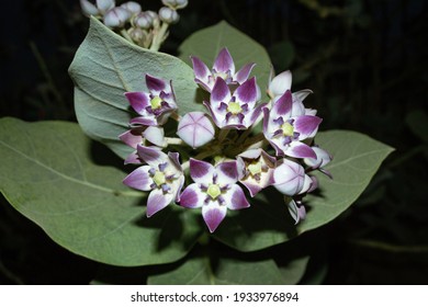 Calotropis Procera. High Contrast Photo.