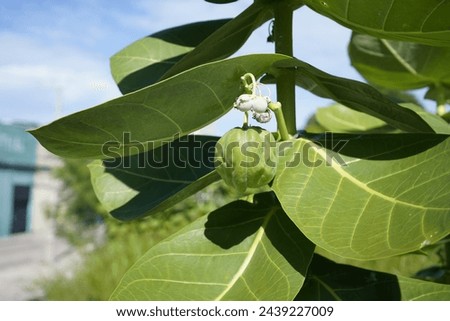 Calotropis procera is a species of flowering plant in the family Apocynaceae that is native to North Africa, Pakistan, tropical Africa, Western Asia, South Asia and Indochina. Fortaleza – Ceará, Brazi