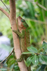 Calumma Brevicorne, The Short-horned Chameleon, Is A Species Of Endemic To Madagascar