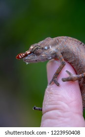 
Calumma nasutum, the nose-horned chameleon, is a small species found in Madagascar.