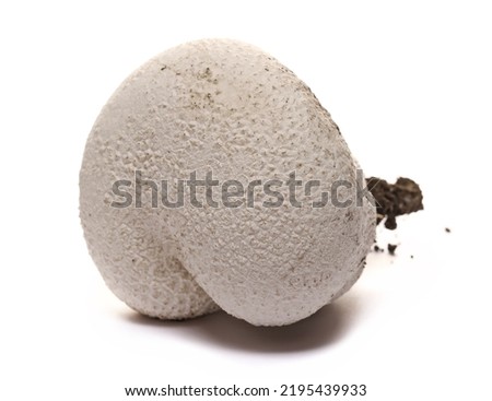 Calvatia booniana, western giant puffball, mushroom isolated on white