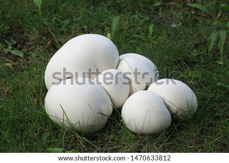 Calvatia gigantea, commonly known as the giant puffball, growing wild in Finland