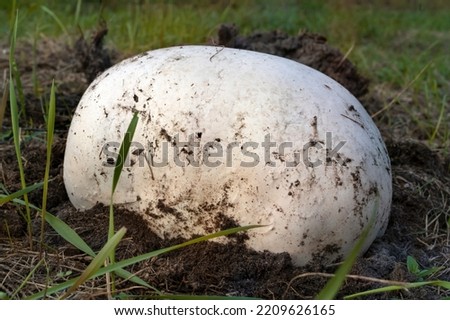 Calvatia gigantea, commonly known as the giant puffball.  Puffball mushroom  in the garden.