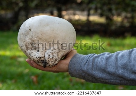 Calvatia gigantea, commonly known as the giant puffball mushroom displayed in hand, selective focus