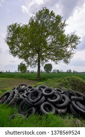 Calvatone (Cr), Italy, Some Abandoned Tires In A Agricuktural Fiekd In The Floodplain Of The Oglio River