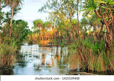 CALVERT RIVER, NORTHERN TERRITORY, AUSTRALIA: Groundwater Spring In Limestone Country Supports Pandanus Riparian Woodland In The Headwaters Of The Calvert River, Gulf Fall, Gulf Of Carpentaria.