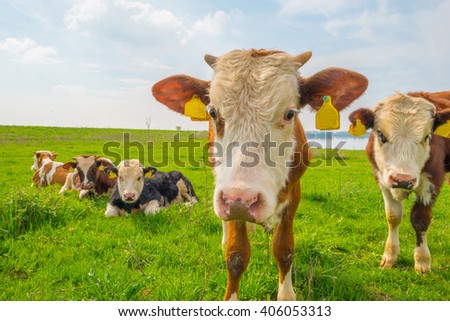 Calves along a lake in spring
