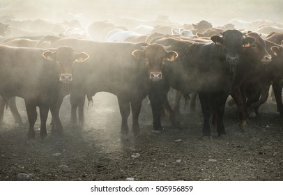 Calves In Farm For Veal. 