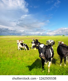 Calves on the field
