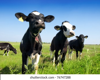 Calves on the field