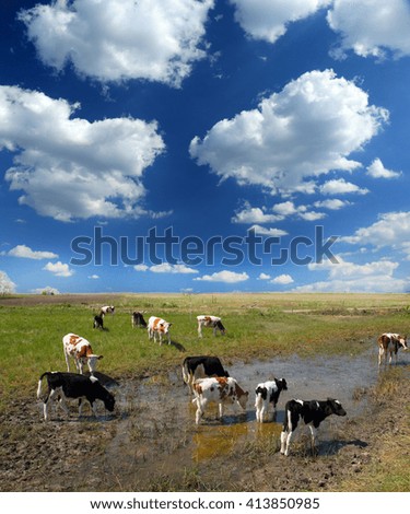 Similar – Salt marshes with blooming sea lilacs and beach mugwort, curious cattle behind the fence | Hallig Gröde