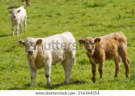 Calves on pasture Stock photo © 