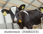 Calves in stable at dairy farm on straw.