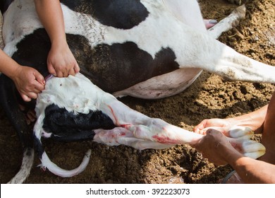 Calving Cow Process