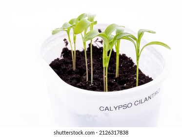 Calypso Cilantro Seedlings Ready for transplanting