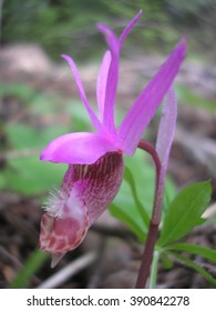 Calypso Orchid