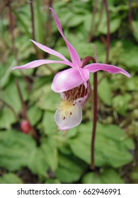 Calypso Orchid