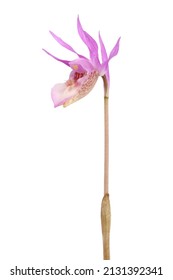 Calypso orchid (Calypso bulbosa) isolated on a white background