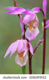 Calypso Orchid Flower