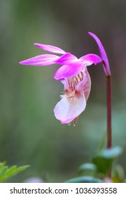 Calypso Orchid Flower