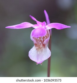 Calypso Orchid Flower