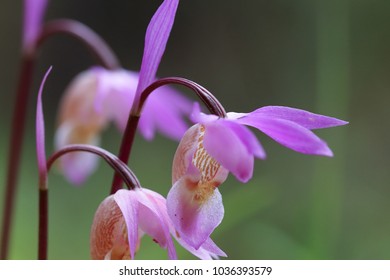 Calypso Orchid Flower