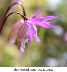 Calypso Orchid Flower