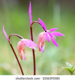 Calypso Orchid Flower