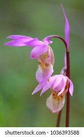 Calypso Orchid Flower