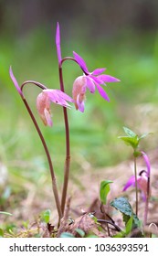 Calypso Orchid Flower