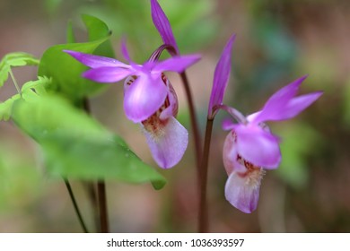 Calypso Orchid Flower