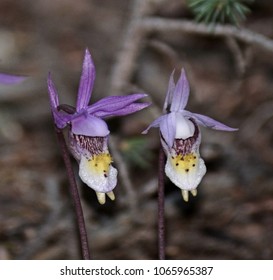 Calypso Orchid Flowers