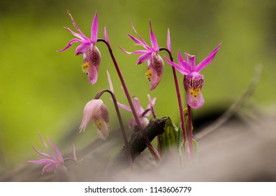 Calypso Orchid Flowers 