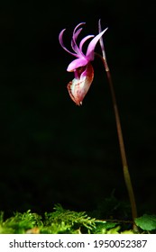 Calypso Orchid Illuminated From above