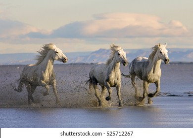 Camargue Horses